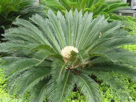 铁树开花|铁树花（苏铁科植物苏铁的花）